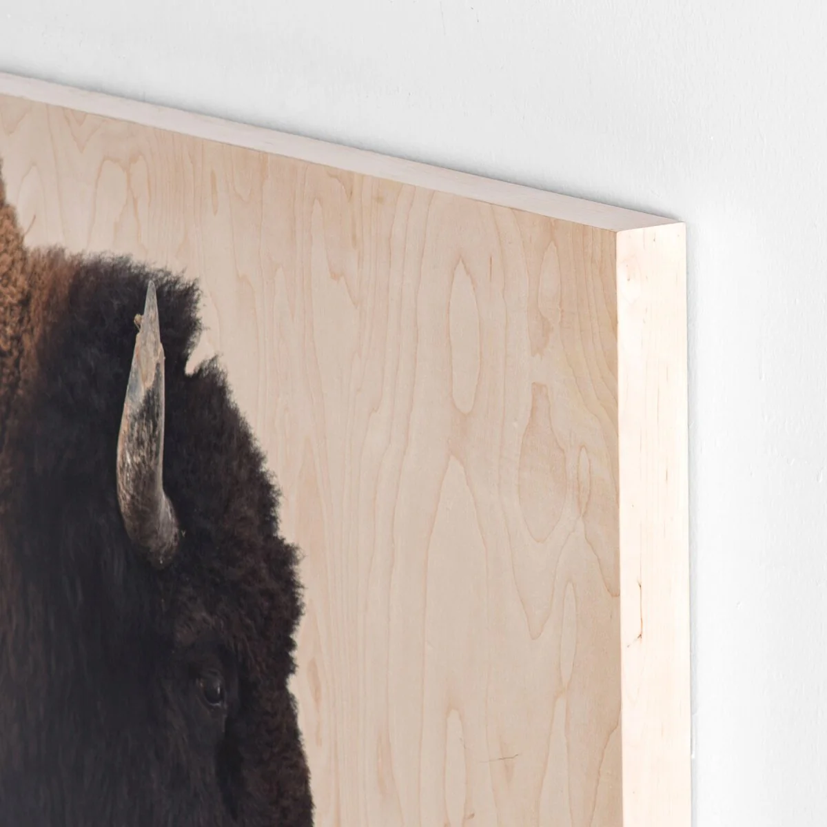 American Bison by Getty Images - Image 4