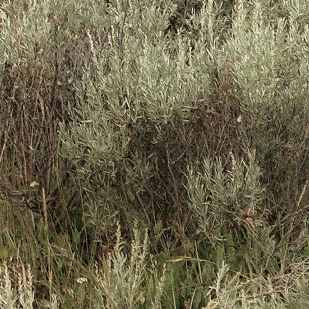 Sagebrush Hills – II - Image 4