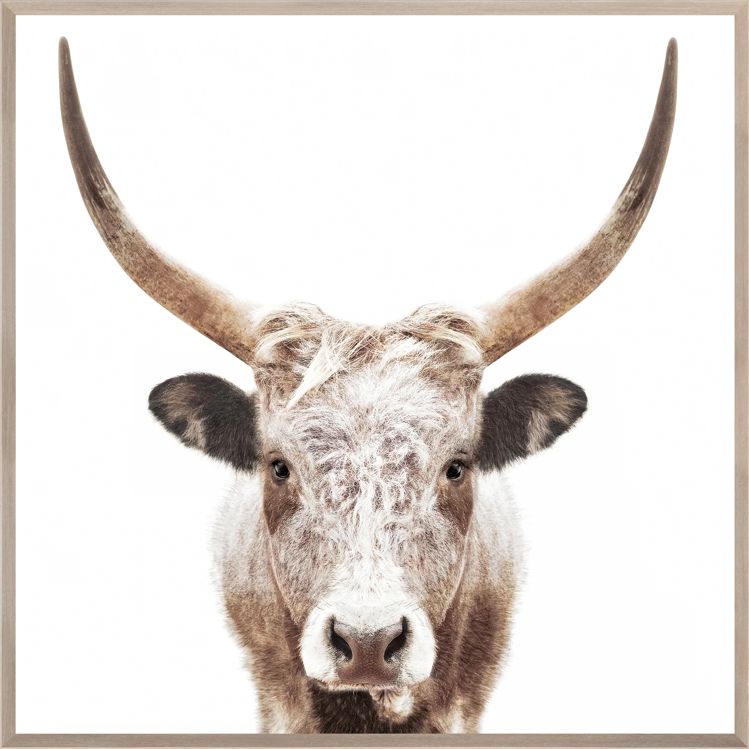 Watusi